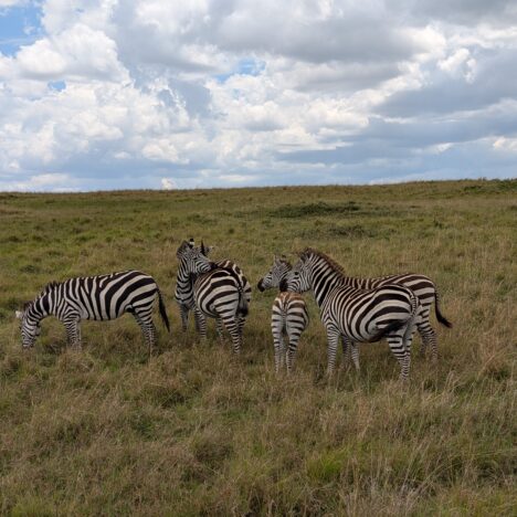 Serbien – Das ewige Derby in Belgrad (09/25)